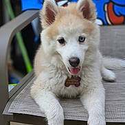 Bella a rejoint le concours — aidez-le/la à gagner de superbes lots ! puppy, dog, husky, outdoor_chair, tongue_out, heterochromia, blue_eye, brown_eye, fluffy, pet_tag, resting, cute, animal, young_dog, furniture, relaxed, indoor, colorful_background, playful, canine