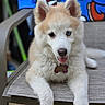 puppy, dog, husky, outdoor_chair, tongue_out, heterochromia, blue_eye, brown_eye, fluffy, pet_tag, resting, cute, animal, young_dog, furniture, relaxed, indoor, colorful_background, playful, canine