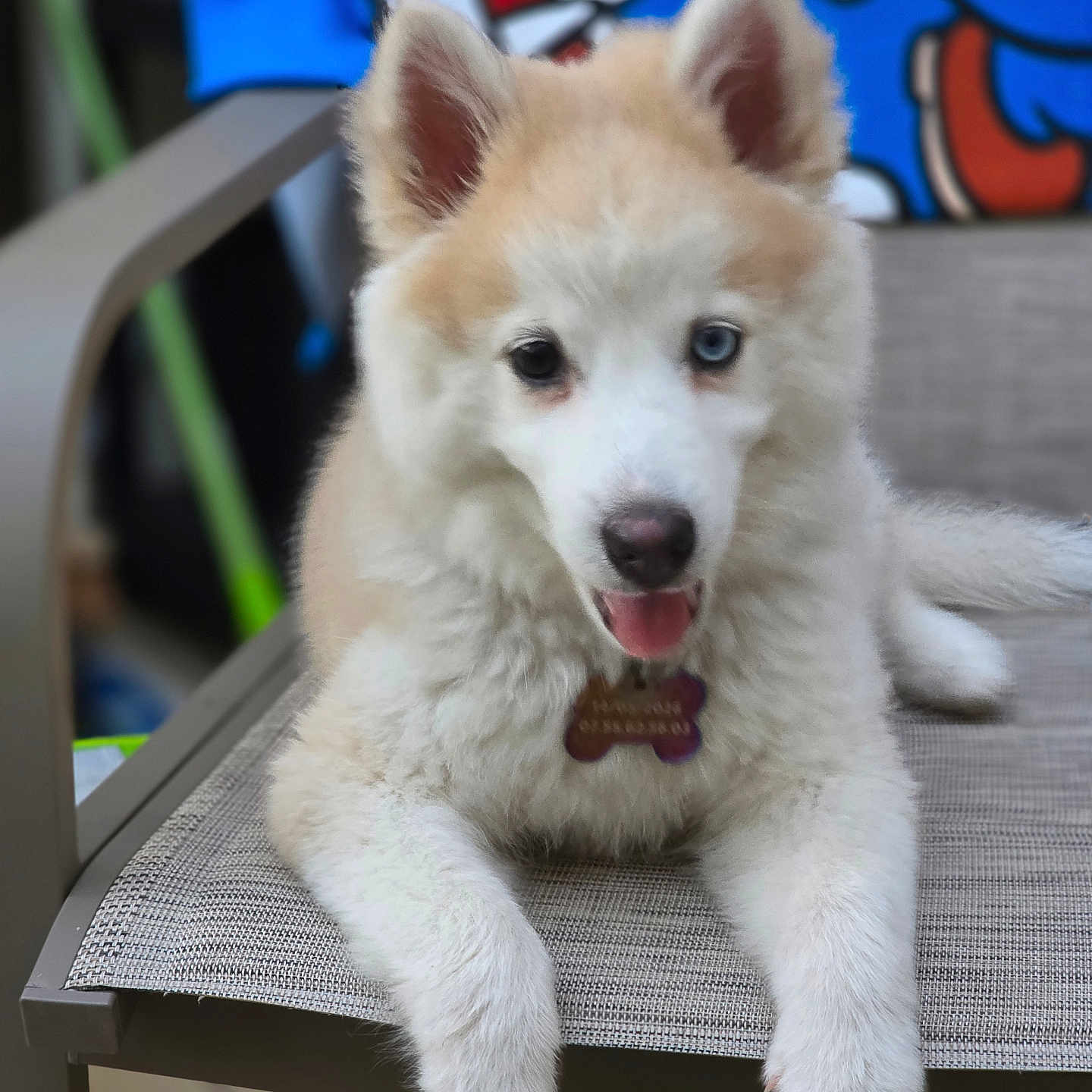 Bella
