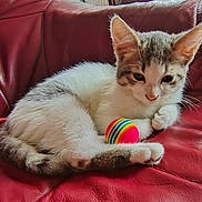 Pompon a rejoint le concours — aidez-le/la à gagner de superbes lots ! abyssinian, animal, architecture, armchair, blanket, building, cat, chair, couch, food, furniture, indoors, kitten, livingroom, manx, pet, room, siamese, sphere, sweets