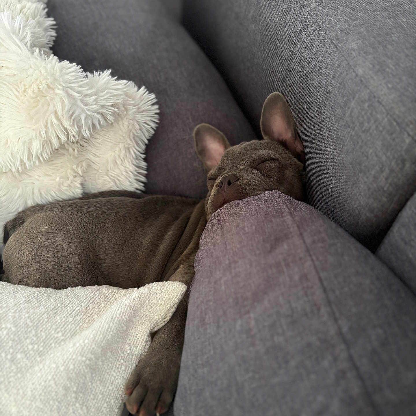 Arès a rejoint le concours — aidez-le/la à gagner de superbes lots ! animal, blanket, canine, comfort, couch, cozy, dog, fur, furniture, gray, home, indoor, nap, pet, pillow, relaxed, resting, sleeping, snuggle, soft