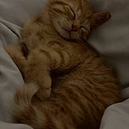 Miloo participe au concours pour gagner de l'argent avec cette photo : kitten, cat, sleeping, orange_tabby, feline, pet, cute, cozy, fur, whiskers, paws, resting, domestic_cat, animal, young, indoor, blanket, soft, relaxed, adorable