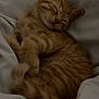 kitten, cat, sleeping, orange_tabby, feline, pet, cute, cozy, fur, whiskers, paws, resting, domestic_cat, animal, young, indoor, blanket, soft, relaxed, adorable