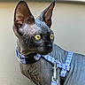 cat, sphynx_cat, hairless, pet, yellow_eyes, blue_harness, leash, close_up, curious, ears, wrinkles, animal, domestic_cat, indoor, portrait, feline, looking_away, whisker, skin, background