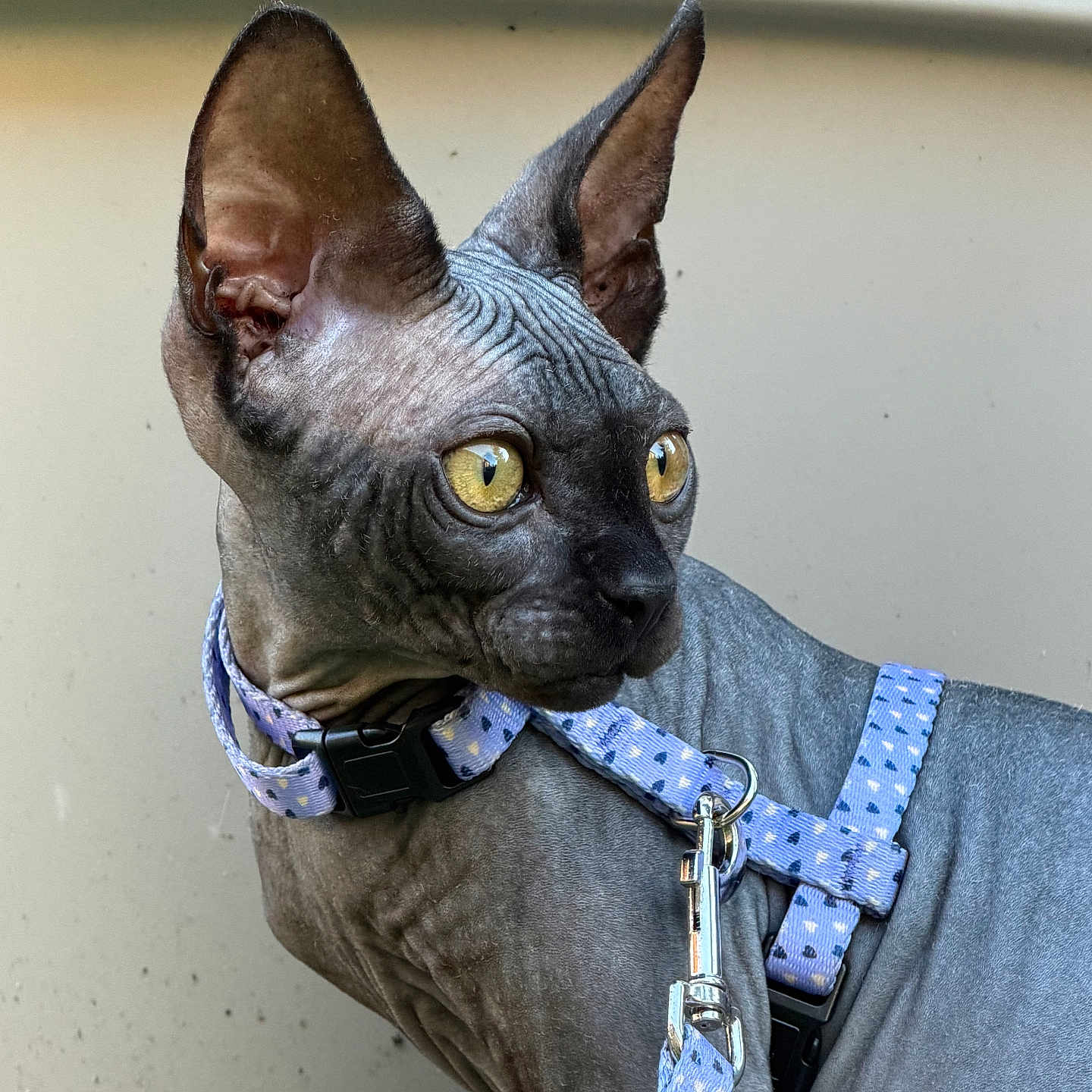 Grogu