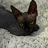 animal, blanket, cat, close_up, cute, ears, face, feline, hairless, indoor, looking, pet, portrait, resting, soft_focus, sphynx_cat, texture, unique, wrinkled_skin, yellow_eyes