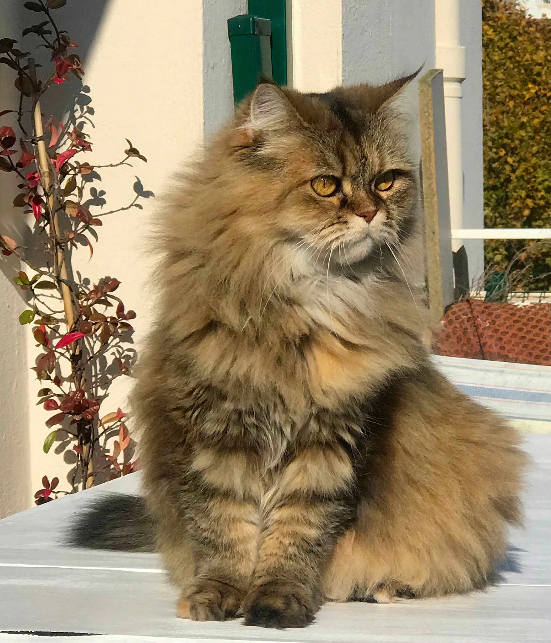 Louise