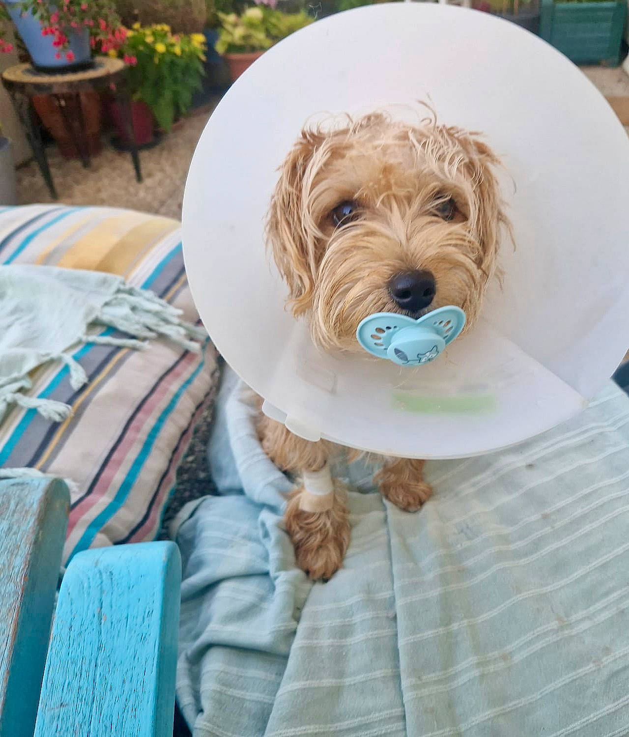 Rose participe au concours pour gagner de l'argent avec cette photo : canidae, carnivore, companion_dog, dog, dog_breed, dog_clothes, dog_collar, dog_supply, flowerpot, fur, houseplant, labradoodle, linens, liver, plant, small_terrier, sporting_group, terrier, toy_dog, working_animal