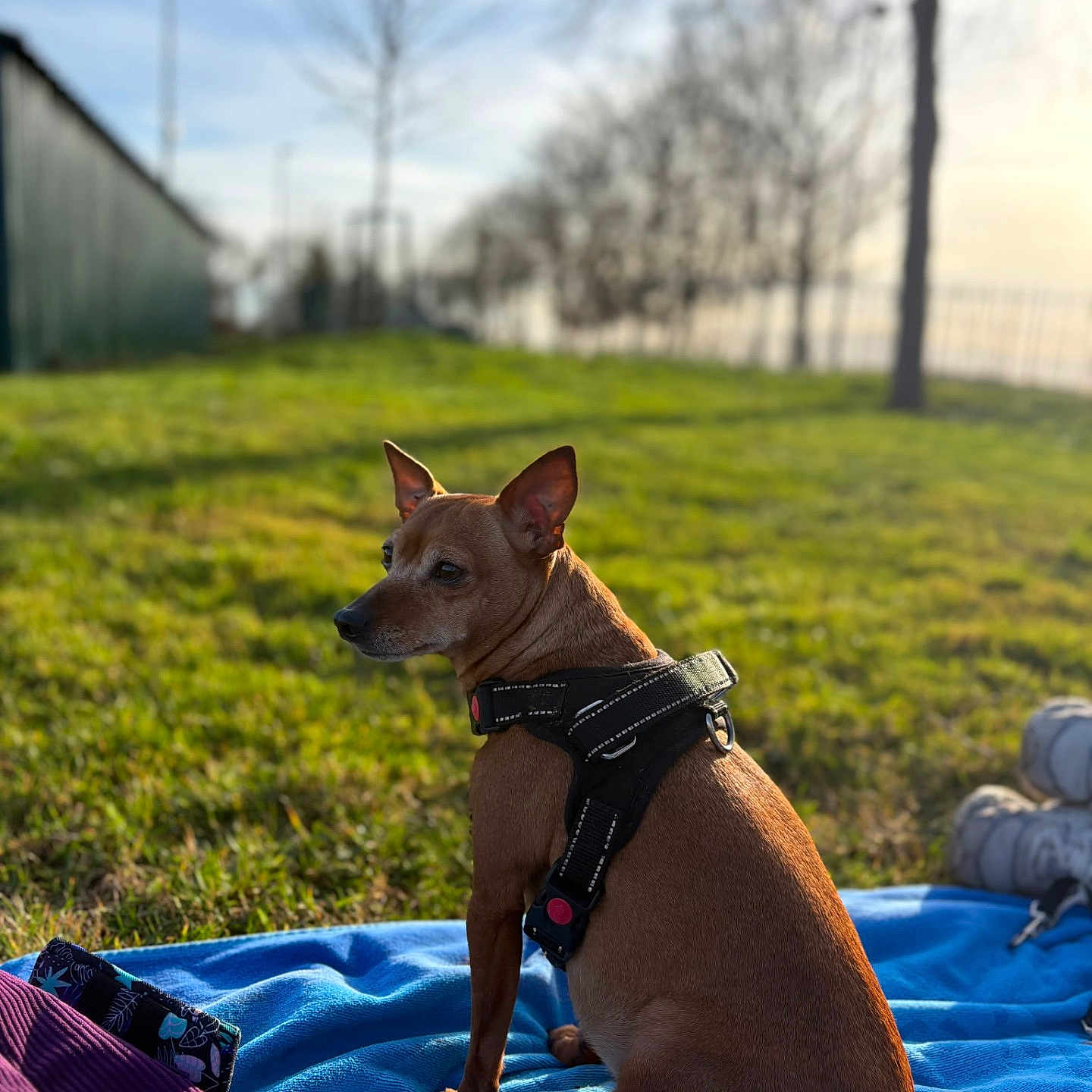 Chanel participe au concours pour gagner de l'argent avec cette photo : dog, brown_dog, small_dog, harness, blue_blanket, grass, outdoor, park, sunlight, daytime, trees, fence, calm, sitting, pet, animal, nature, relaxed, canine, leisure