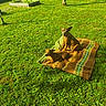 Chanel a rejoint le concours — aidez-le/la à gagner de superbes lots ! dog, blanket, grass, garden, flower, plant, watering_can, outdoor, sunlight, nature, pet, brown_dog, canine, relaxing, summer, greenery, small_dog, resting, yard, sunny