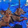 dog, small_dog, brown_dog, harness, leash, blue_blanket, outdoor, pet, animal, canine, sitting, panting, two_dogs, close_up, fur, ears, snout, relaxed, daylight, companion