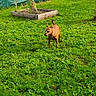 Chanel a rejoint le concours — aidez-le/la à gagner de superbes lots ! dog, brown_dog, grass, greenery, garden_bed, flowers, outdoor, nature, pet, canine, small_dog, lawn, summer, sunlight, yard, fence, plant, animal, walking, daytime