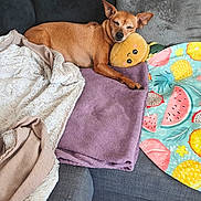 Chanel participe au concours pour gagner de l'argent avec cette photo : dog, brown_dog, small_dog, sleeping, couch, blanket, purple_blanket, plush_pillow, yellow_pillow, smiling_pillow, cozy, indoor, relaxing, pet, fur, snuggling, comfort, home, resting, cute