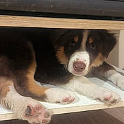 Akira a rejoint le concours — aidez-le/la à gagner de superbes lots ! puppy, dog, shelf, wooden_furniture, indoor, floor, curious, lying_down, brown_fur, white_fur, black_fur, paw_pads, cute, pet, animal, young_dog, domestic, house, relaxed, looking_at_camera
