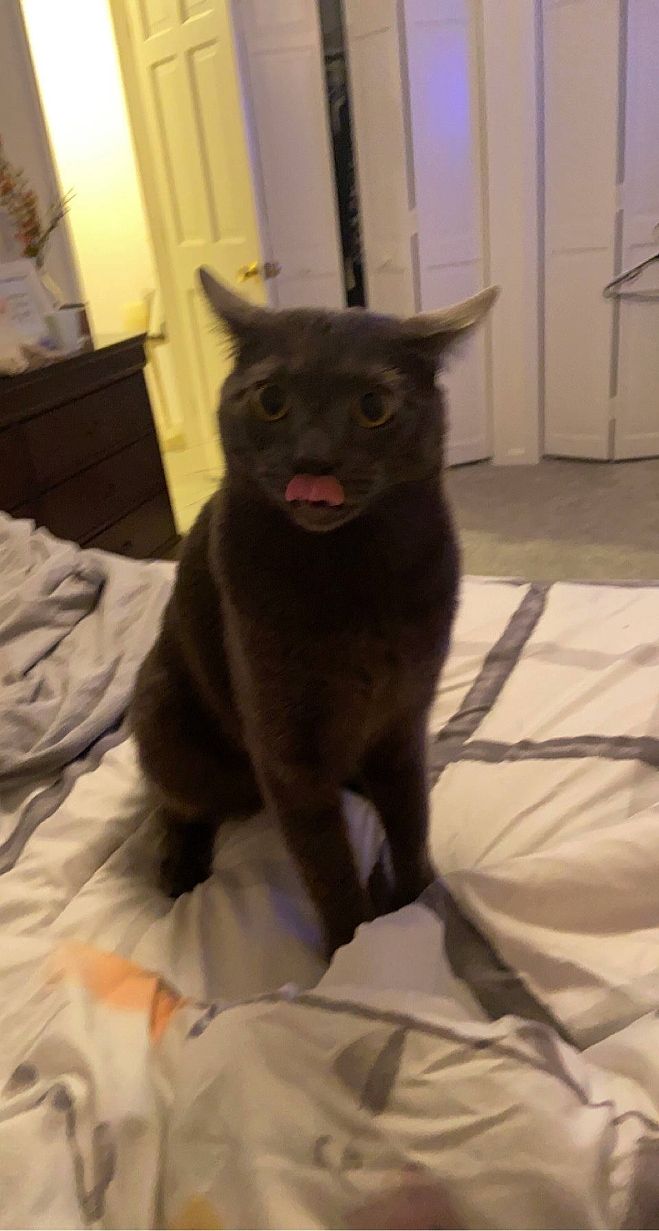 Hansel is registered to the contest to win money with this photo: black_cat, canidae, carnivore, cat, claw, comfort, dog_breed, domestic_short_haired_cat, felidae, fur, linens, small_to_medium_sized_cats, snout, tail, terrestrial_animal, whiskers