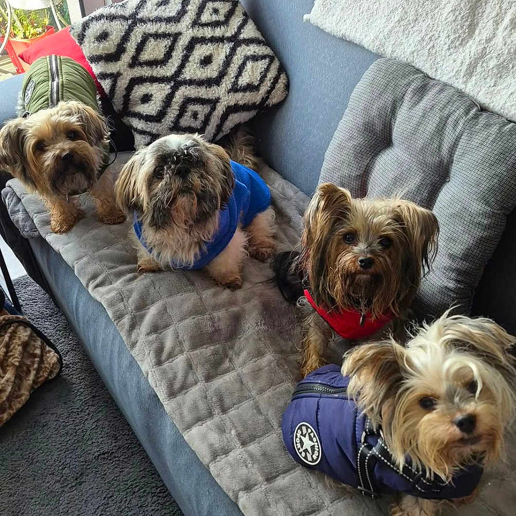 Jupitertiagocléusia a rejoint le concours — aidez-le/la à gagner de superbes lots ! dog, small_dog, pet_clothing, couch, cushion, blanket, carpet, indoor, living_room, window, cozy, cute, four_dogs, fur, curious, domestic, companion, seated, home, relaxed