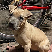 Chaos is registered to the contest to win money with this photo: animal, bicycle, brown, chain, closeup, curious, cute, dog, floor, ground, mat, outdoor, pet, playful, puppy, sitting, vehicle, wheel, wheel_spokes, young