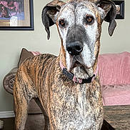 Ember is registered to the contest to win money with this photo: animal, armchair, blanket, brindle, canine, collar, couch, dog, domestic_animal, floor, furniture, great_dane, indoor, living_room, mammal, painting, pet, portrait, table, wall_art