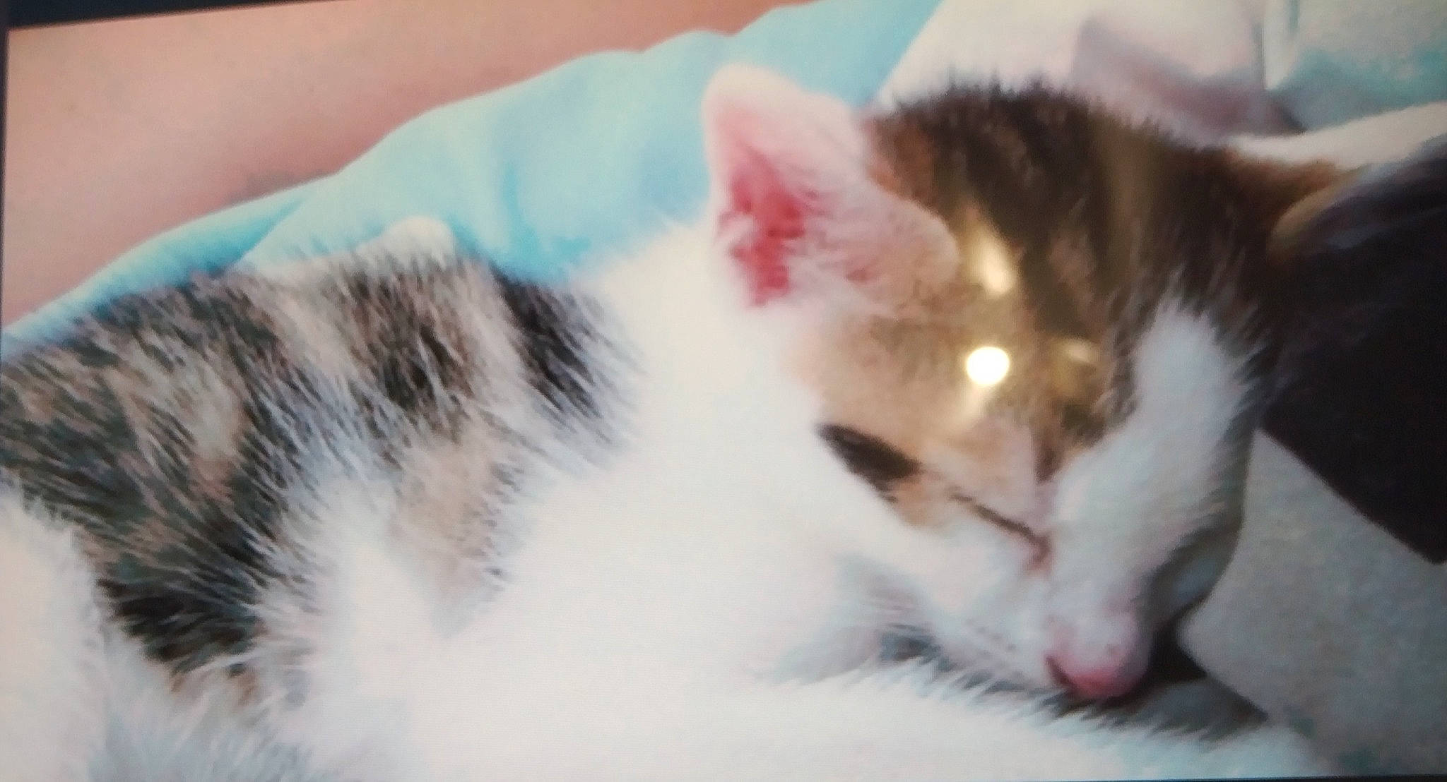 Simba a rejoint le concours — aidez-le/la à gagner de superbes lots ! carnivore, cat, claw, comfort, domestic_short_haired_cat, eye, felidae, fur, mammal, nap, paw, sleep, small_to_medium_sized_cats, snout, tail, vertebrate, whiskers