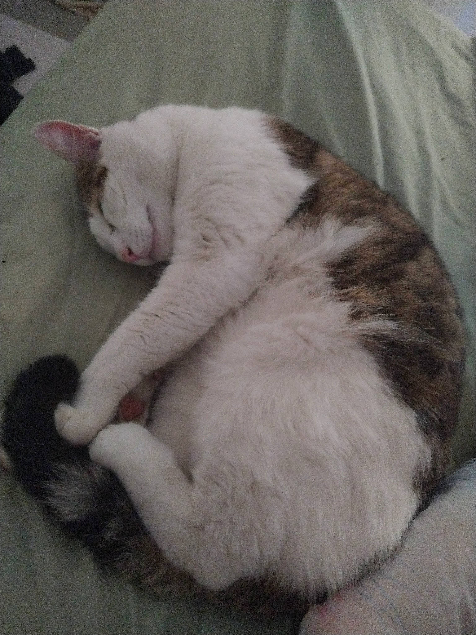 Simba a rejoint le concours — aidez-le/la à gagner de superbes lots ! carnivore, cat, claw, comfort, domestic_short_haired_cat, felidae, foot, fur, nap, paw, small_to_medium_sized_cats, tail, whiskers