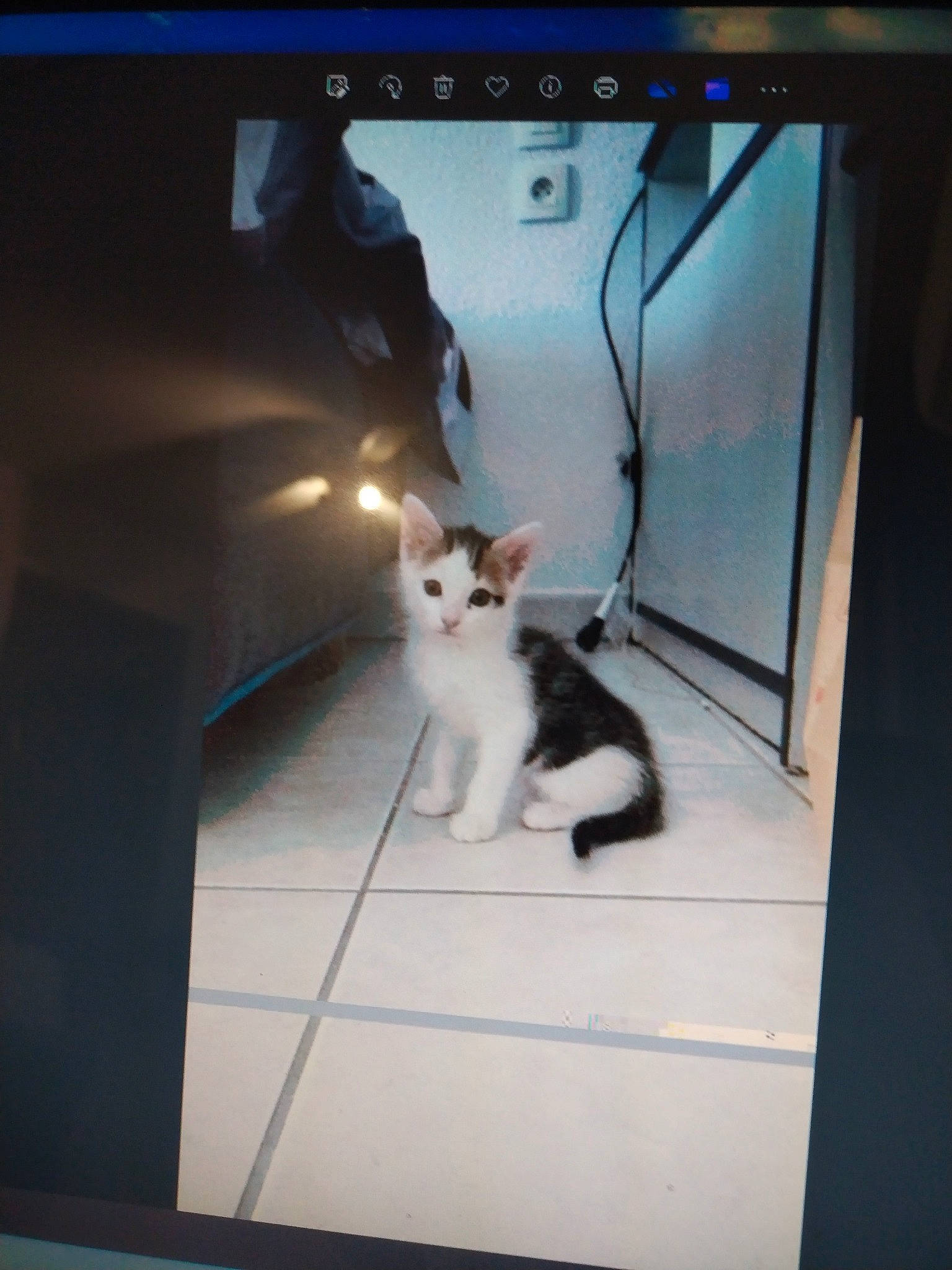 Simba a rejoint le concours — aidez-le/la à gagner de superbes lots ! carnivore, cat, communication_device, display_device, electronic_device, felidae, flat_panel_display, fur, gadget, led_backlit_lcd_display, multimedia, output_device, rectangle, room, small_to_medium_sized_cats, tail, television, television_set, vehicle_door, whiskers