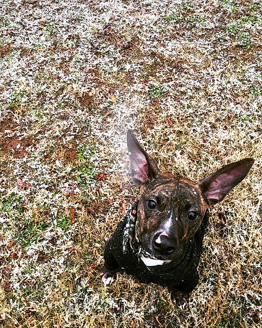 Tessa is registered to the contest to win money with this photo: canidae, carnivore, dog, dog_breed, fawn, fur, goats, grass, groundcover, guard_dog, hunting_dog, liver, livestock, non_sporting_group, plant, soil, sporting_group, terrestrial_animal, whiskers, working_animal