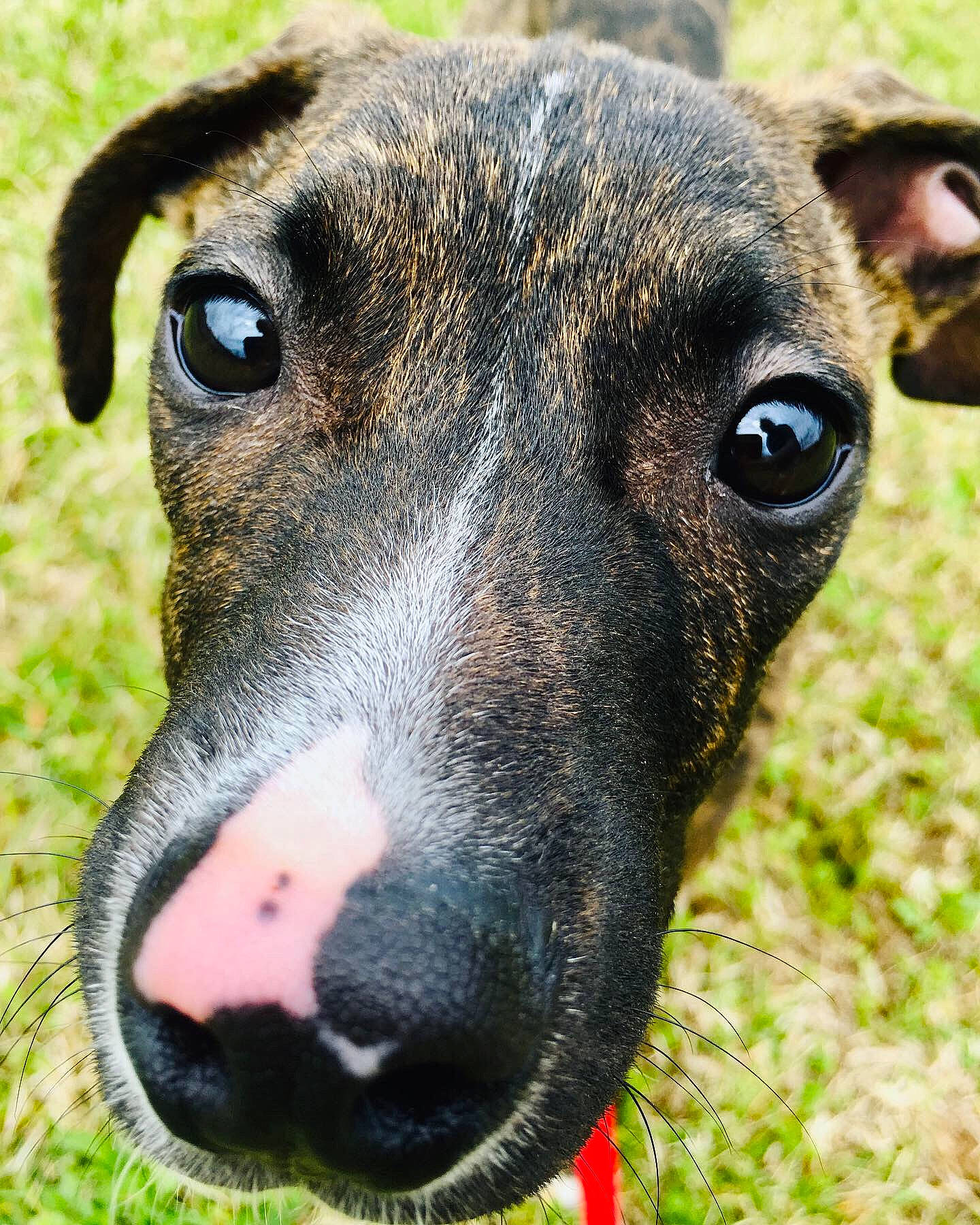 Tessa joined the competition — help win amazing prizes! canidae, carnivore, close_up, collar, companion_dog, dog, dog_breed, eye, fawn, grass, hunting_dog, iris, pet_supply, plant, snout, sporting_group, terrestrial_animal, whiskers, working_animal, working_dog