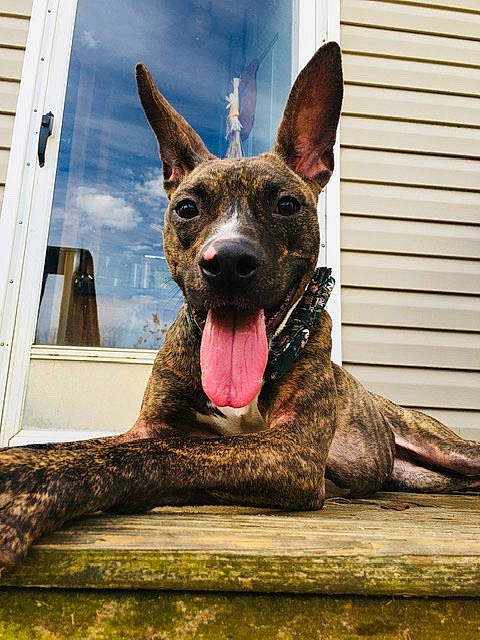 Tessa is registered to the contest to win money with this photo: canidae, carnivore, collar, companion_dog, dog, dog_breed, ear, eye, fawn, fur, herding_dog, human_body, liver, snout, sporting_group, tail, terrestrial_animal, whiskers, window, wood