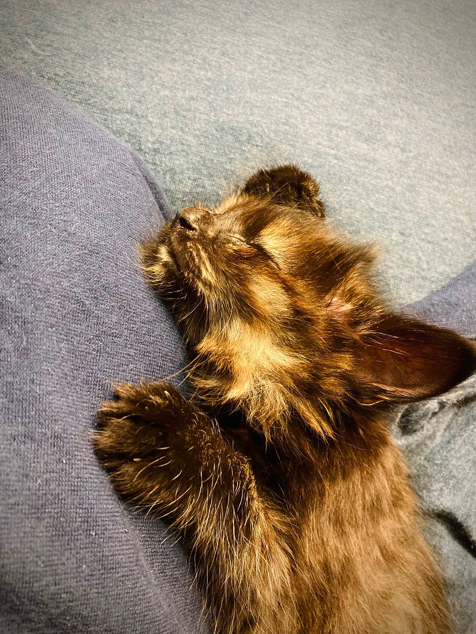 Marabella is registered to the contest to win money with this photo: canidae, carnivore, claw, companion_dog, dog_breed, fawn, felidae, fur, liver, paw, puppy, shadow, small_to_medium_sized_cats, snout, sporting_group, tail, terrestrial_animal, tints_and_shades, whiskers, wildlife