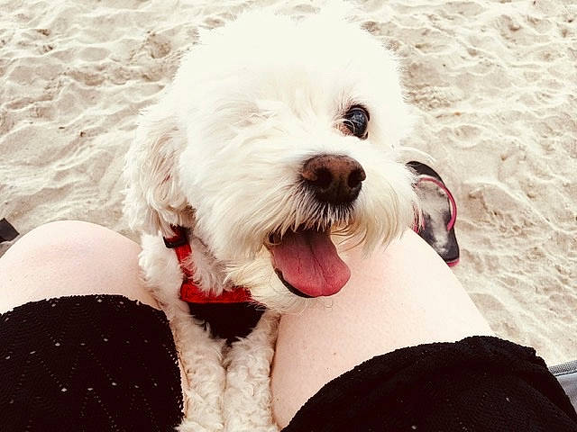 Molly is registered to the contest to win money with this photo: carnivore, collar, comfort, companion_dog, dog, dog_breed, dog_collar, eyewear, fang, fur, glasses, happy, poodle, smile, snout, sporting_group, sunglasses, terrier, toy_dog, working_animal