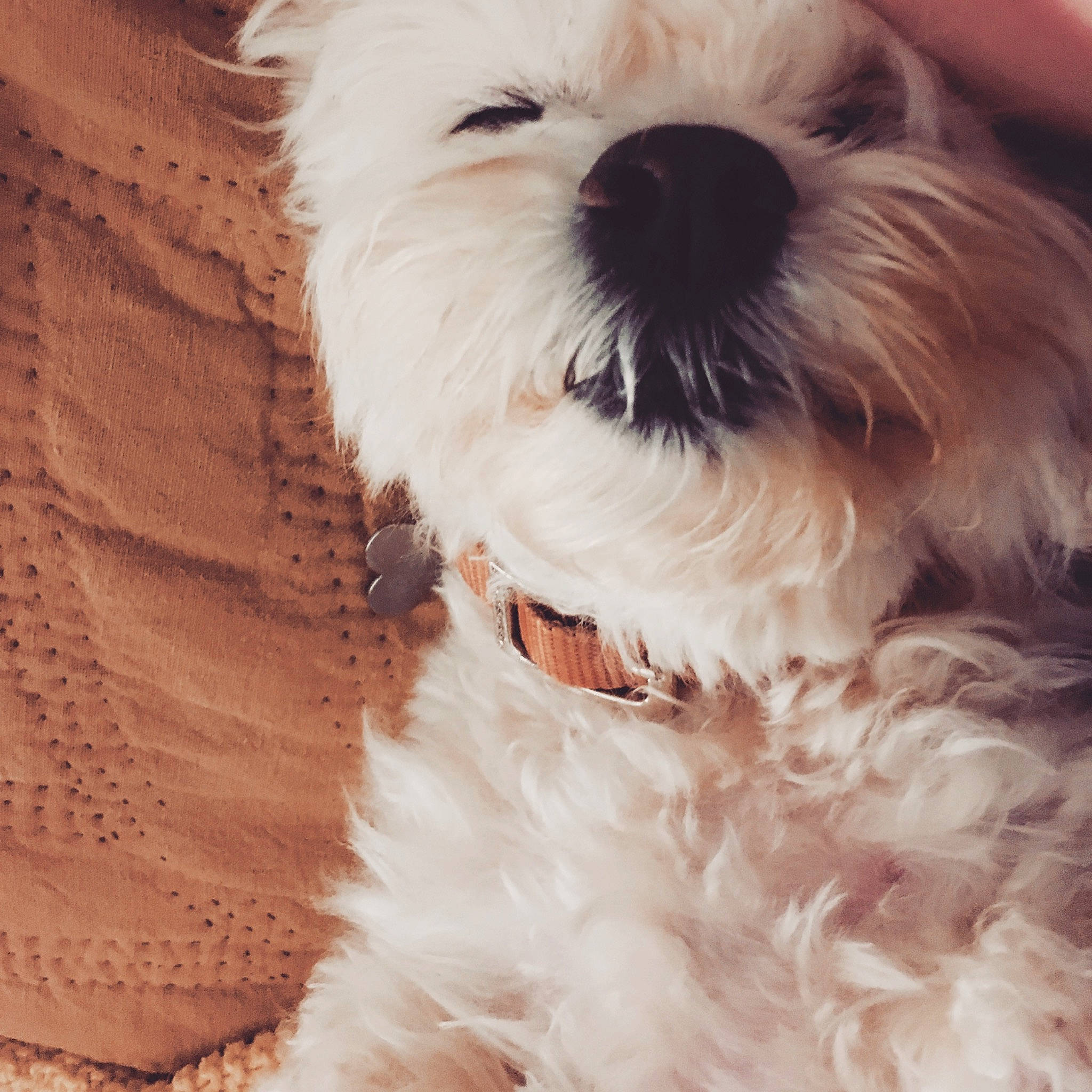 Molly is registered to the contest to win money with this photo: canidae, carnivore, close_up, comfort, companion_dog, dog, dog_breed, fur, head, maltepoo, puppy, shih_poo, shih_tzu, small_terrier, snout, sporting_group, terrier, toy_dog, white, working_animal