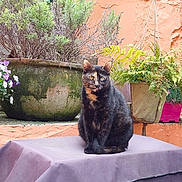 Nala participe au concours pour gagner de l'argent avec cette photo : cat, tortoiseshell_cat, plant, flower_pot, purple_cloth, outdoor, garden, orange_wall, flower, fern, sitting, feline, pet, nature, greenery, calm, relaxed, animal, potted_plant, texture