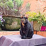 cat, tortoiseshell_cat, plant, flower_pot, purple_cloth, outdoor, garden, orange_wall, flower, fern, sitting, feline, pet, nature, greenery, calm, relaxed, animal, potted_plant, texture