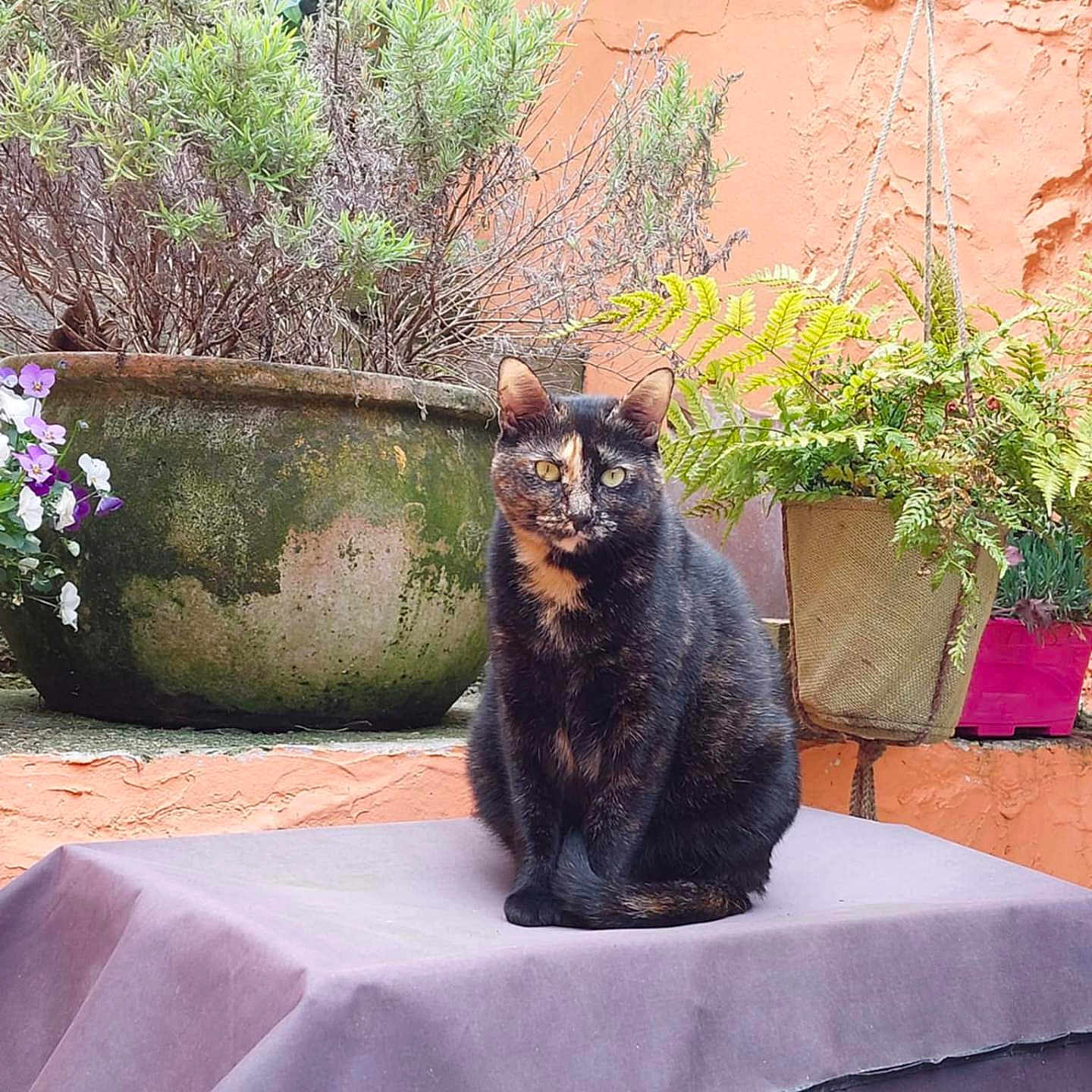 Nala participe au concours pour gagner de l'argent avec cette photo : animal, calm, cat, feline, fern, flower, flower_pot, garden, greenery, nature, orange_wall, outdoor, pet, plant, potted_plant, purple_cloth, relaxed, sitting, texture, tortoiseshell_cat