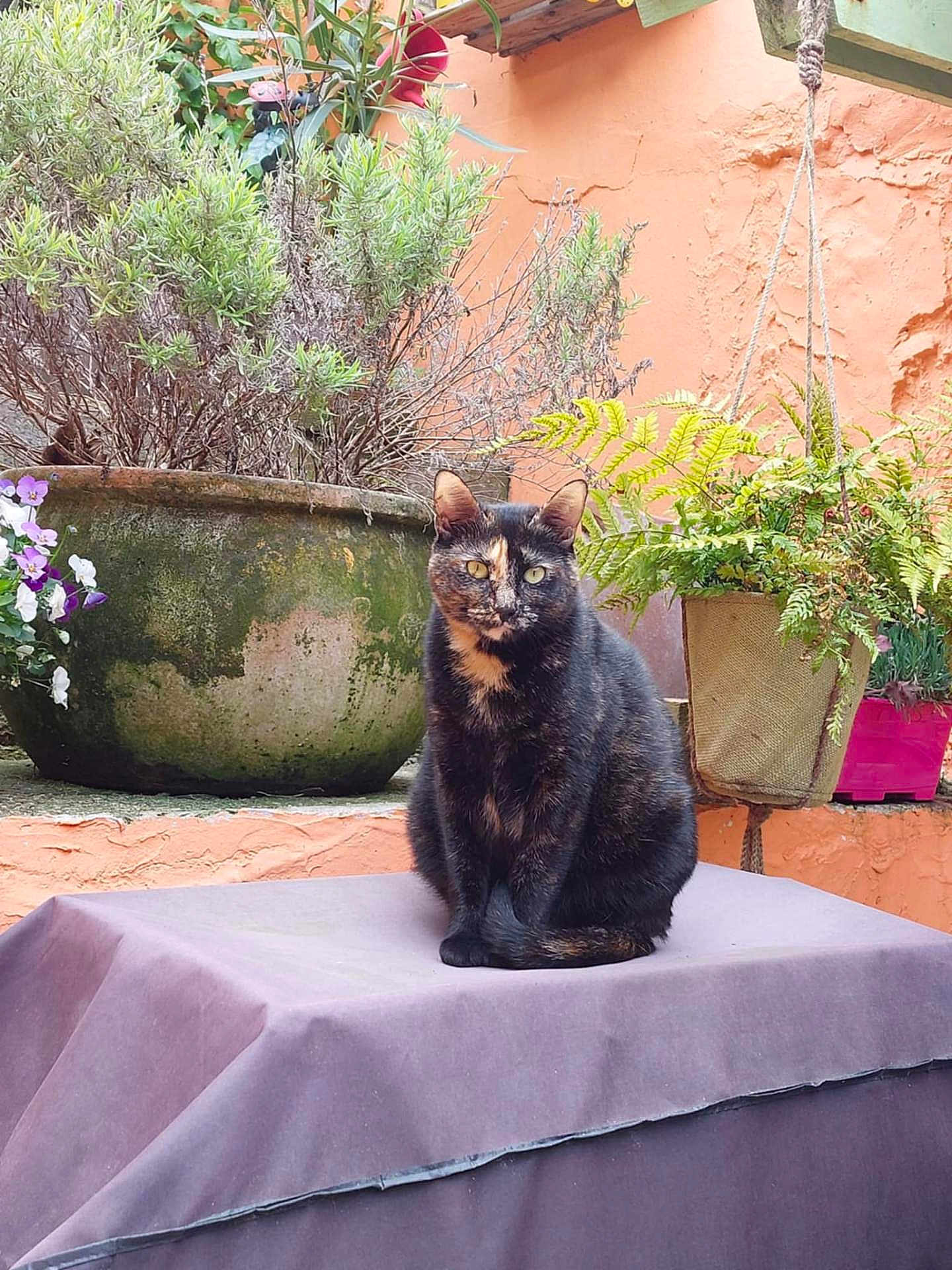 Nala