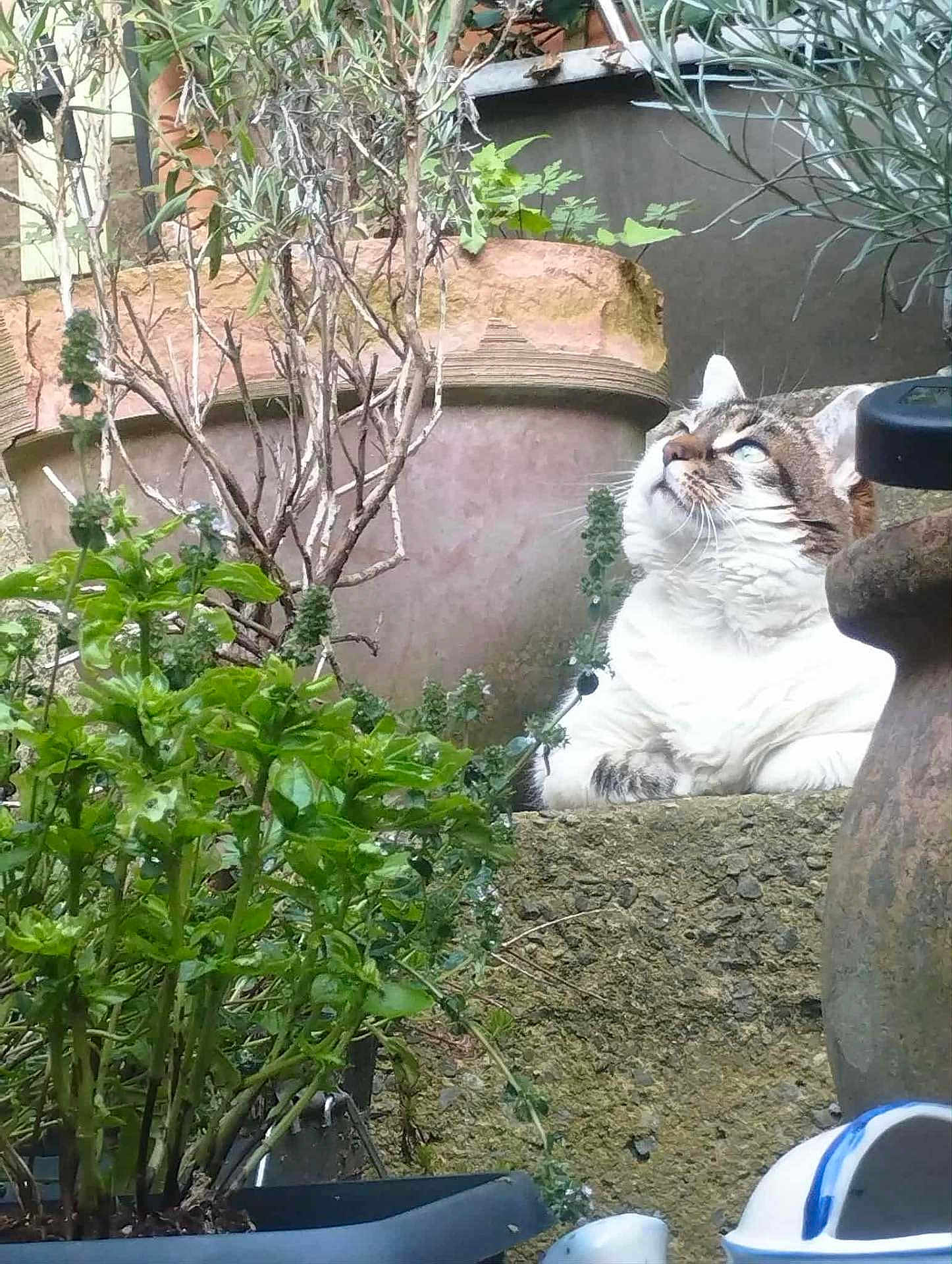 Mimine participe au concours pour gagner de l'argent avec cette photo : cat, plant, pot, greenery, outdoor, garden, stone, curious, feline, leaf, nature, relaxing, animal, sitting, daylight, moss, bush, whiskers, fur, peaceful