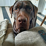 Usko a rejoint le concours — aidez-le/la à gagner de superbes lots ! animal, architecture, building, canine, chair, couch, cushion, dog, electronics, furniture, homedecor, hound, indoors, labradorretriever, livingroom, pet, pointer, puppy, remotecontrol, room