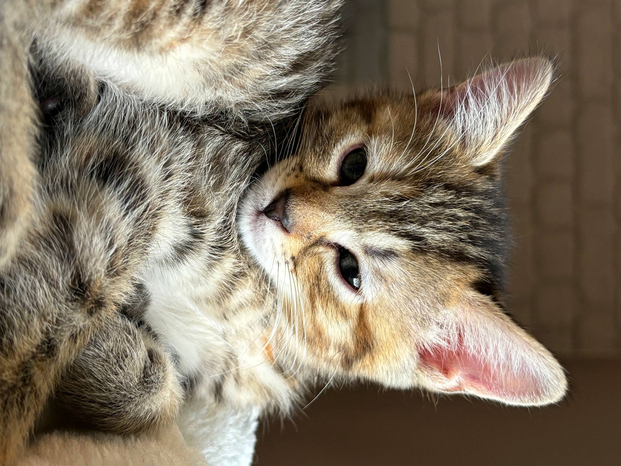 Ruby a rejoint le concours — aidez-le/la à gagner de superbes lots ! carnivore, cat, claw, close_up, domestic_short_haired_cat, eye, felidae, fur, paw, small_to_medium_sized_cats, snout, terrestrial_animal, whiskers, wildlife