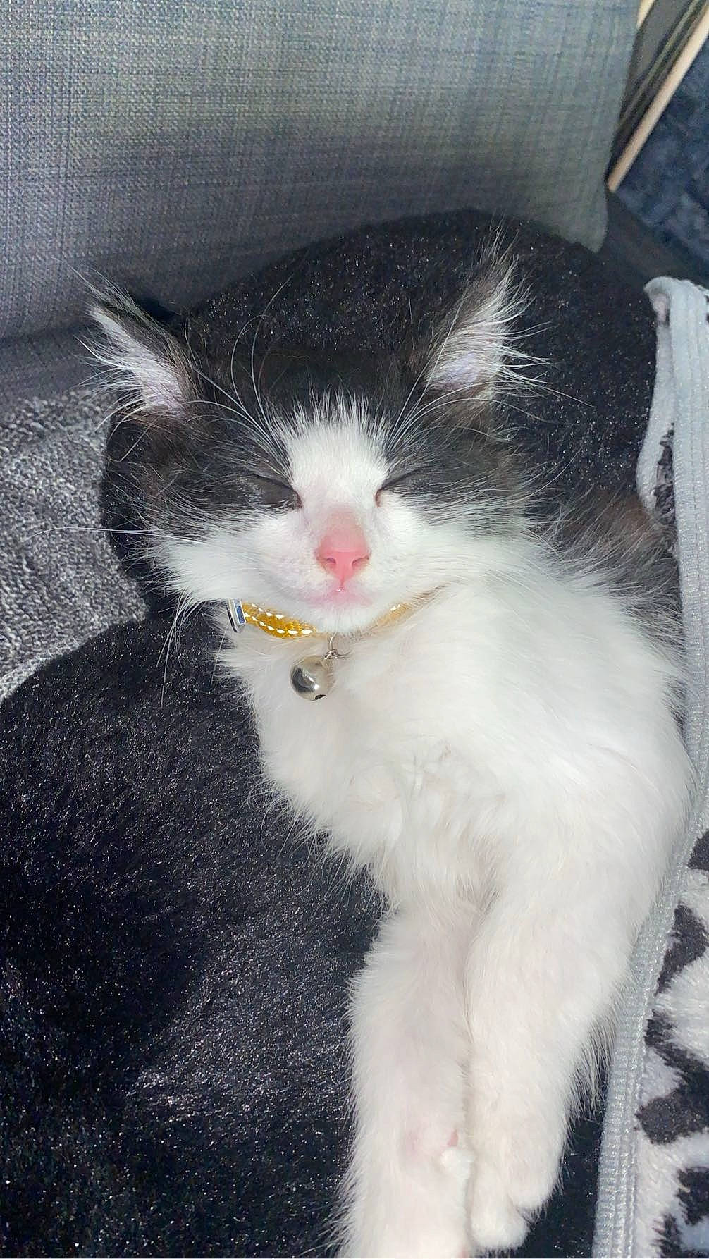 Woody a rejoint le concours — aidez-le/la à gagner de superbes lots ! carnivore, cat, claw, domestic_short_haired_cat, felidae, fur, mammal, monochrome_photography, paw, small_to_medium_sized_cats, snout, tail, whiskers