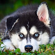 Ace participe au concours pour gagner de l'argent avec cette photo : puppy, dog, husky, blue_eyes, close_up, grass, outdoor, animal, pet, fur, face, nose, ears, nature, young, lying_down, greenery, cute, adorable, portrait