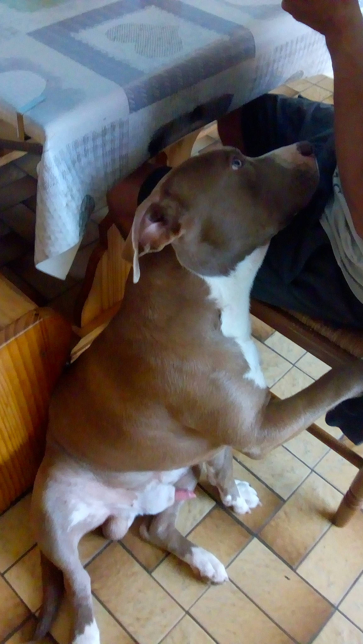 Thanos a rejoint le concours — aidez-le/la à gagner de superbes lots ! canidae, carnivore, comfort, companion_dog, dog, dog_breed, fawn, floor, flooring, hardwood, liver, non_sporting_group, snout, sporting_group, tail, wood, wood_flooring, working_animal