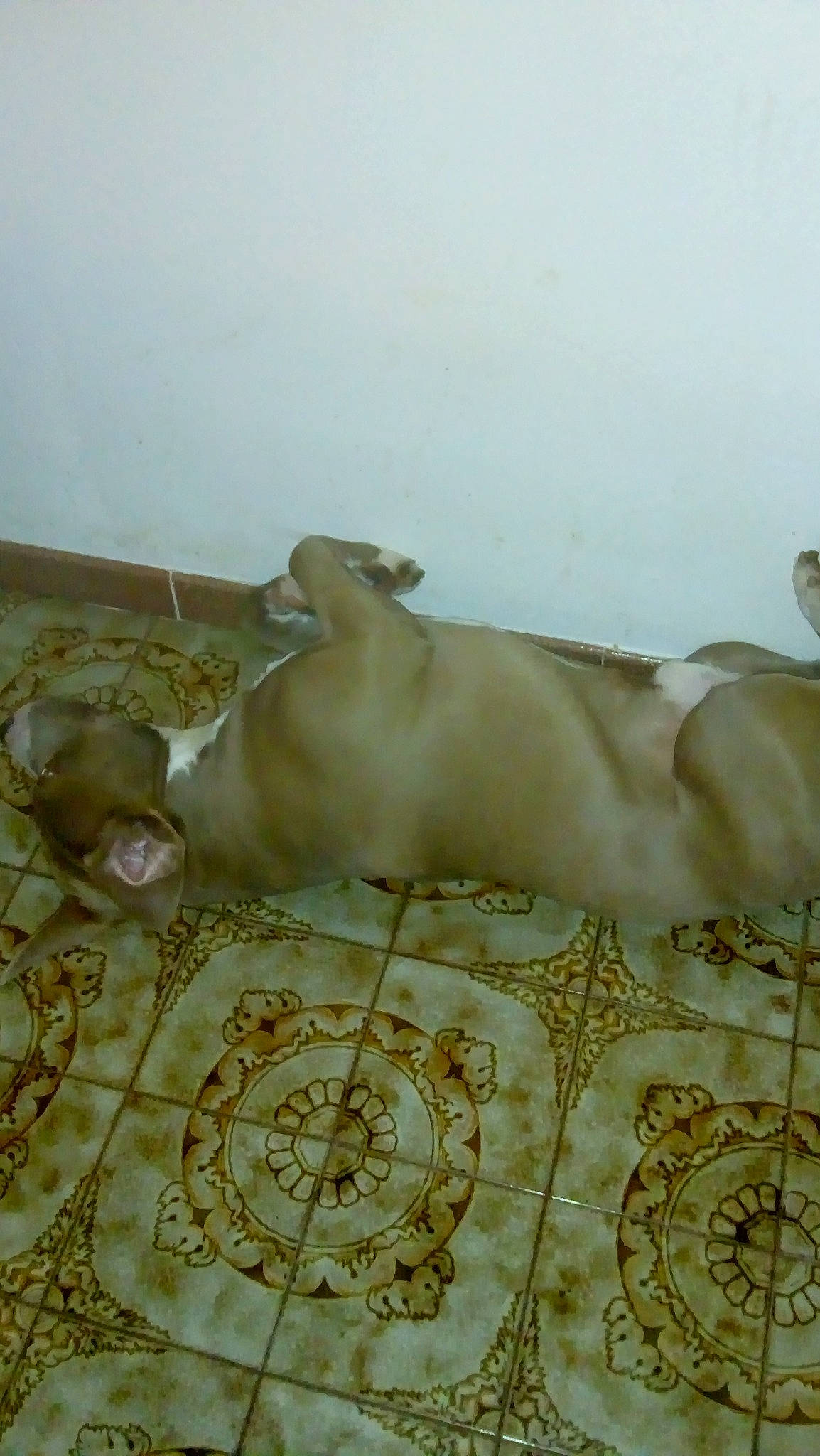 Thanos participe au concours pour gagner de l'argent avec cette photo : art, bed_sheet, bedding, canidae, carnivore, chest, comfort, companion_dog, dog, dog_breed, fawn, linens, pattern, sporting_group, wood, working_animal