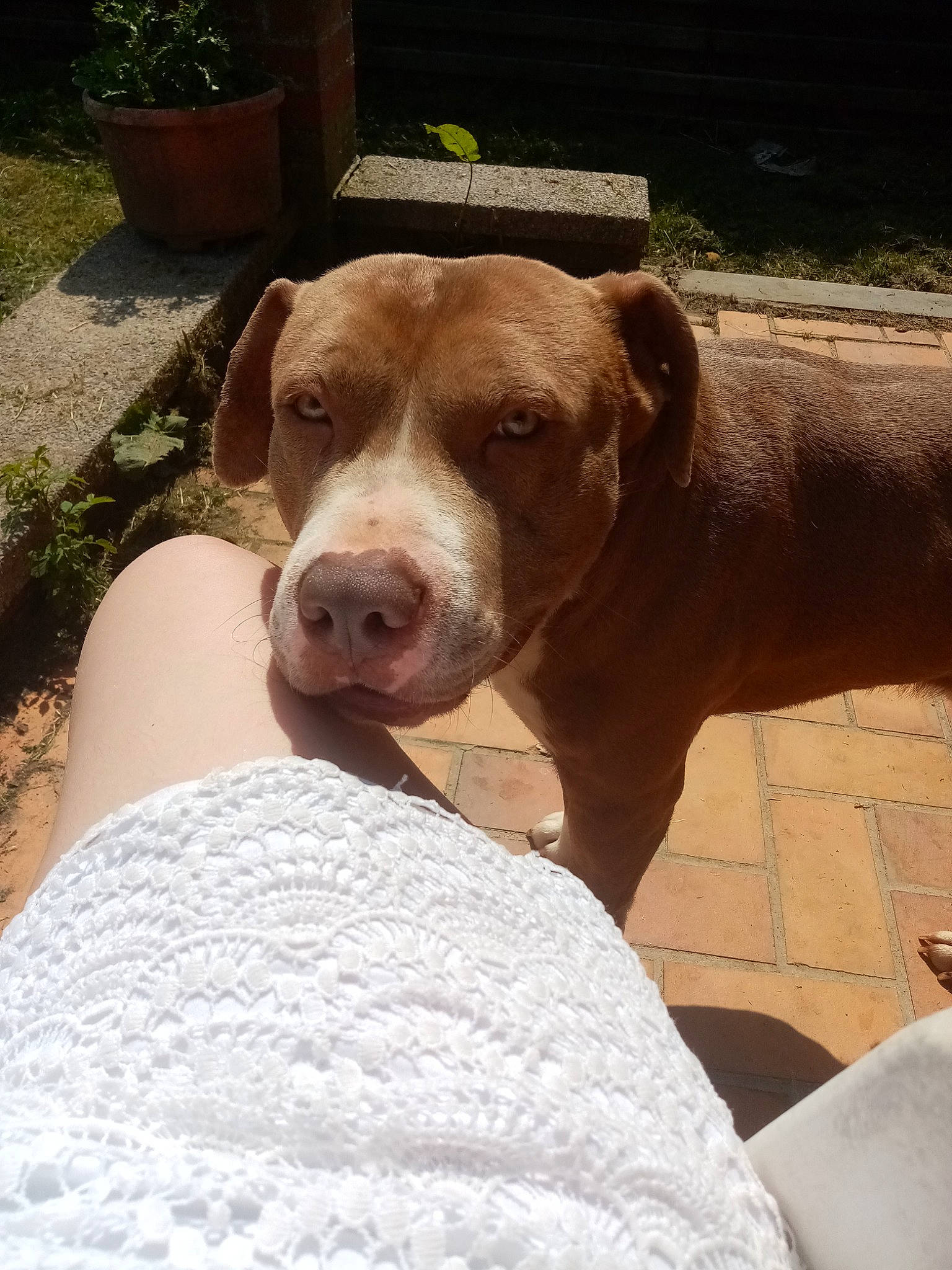 Thanos participe au concours pour gagner de l'argent avec cette photo : canidae, carnivore, comfort, companion_dog, dog, dog_breed, fawn, flowerpot, houseplant, hunting_dog, liver, non_sporting_group, pet_supply, plant, sand, snout, sporting_group, working_animal, working_dog