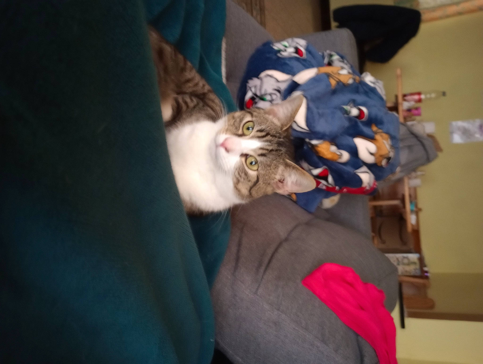 Pancho participe au concours pour gagner de l'argent avec cette photo : canidae, carnivore, cat, comfort, companion_dog, domestic_short_haired_cat, felidae, fun, fur, human_leg, lap, nap, sitting, small_to_medium_sized_cats, sporting_group, tail, tree, whiskers