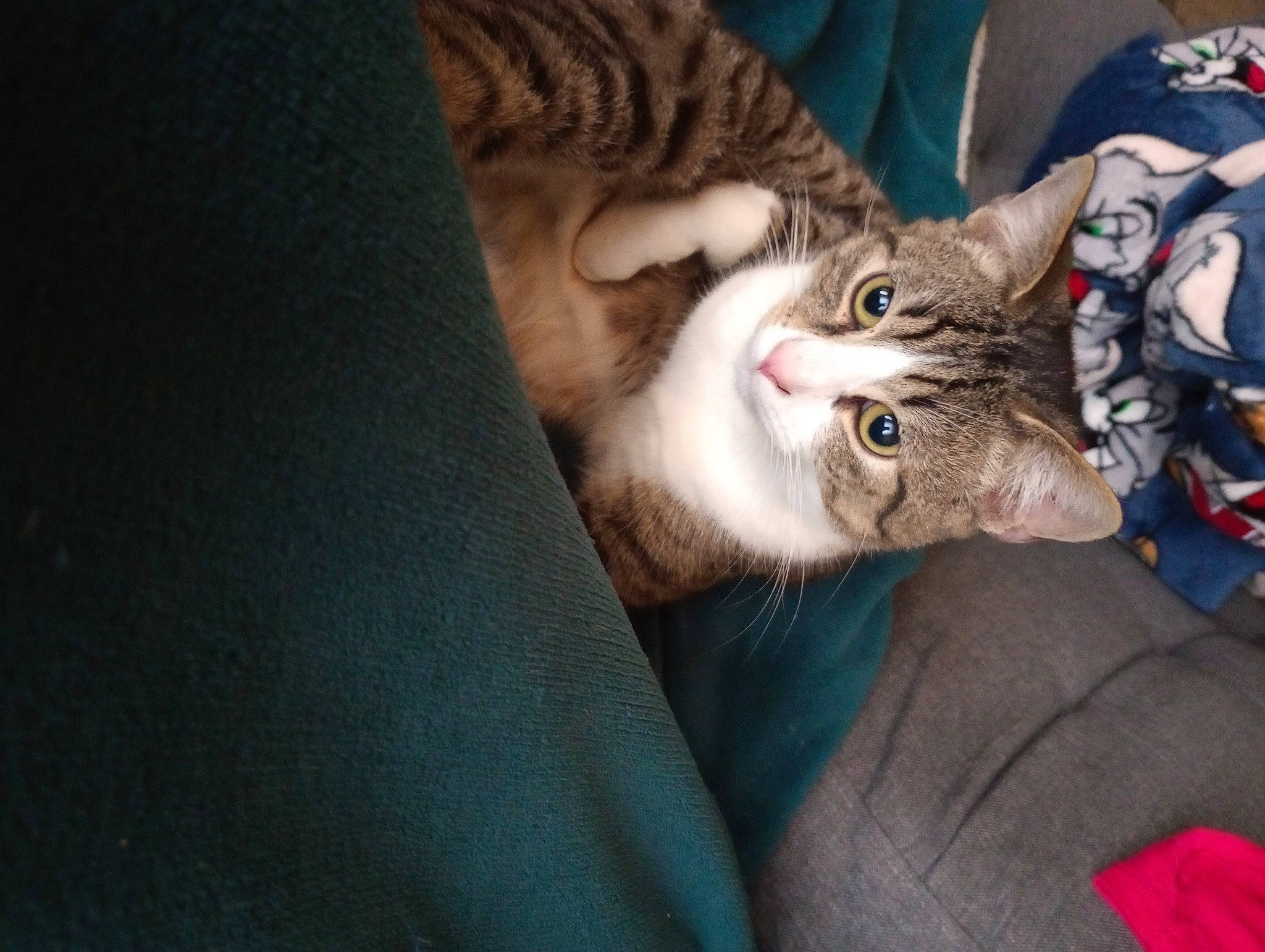 Pancho a rejoint le concours — aidez-le/la à gagner de superbes lots ! carnivore, cat, claw, comfort, domestic_short_haired_cat, fang, felidae, fur, nap, paw, small_to_medium_sized_cats, snout, whiskers