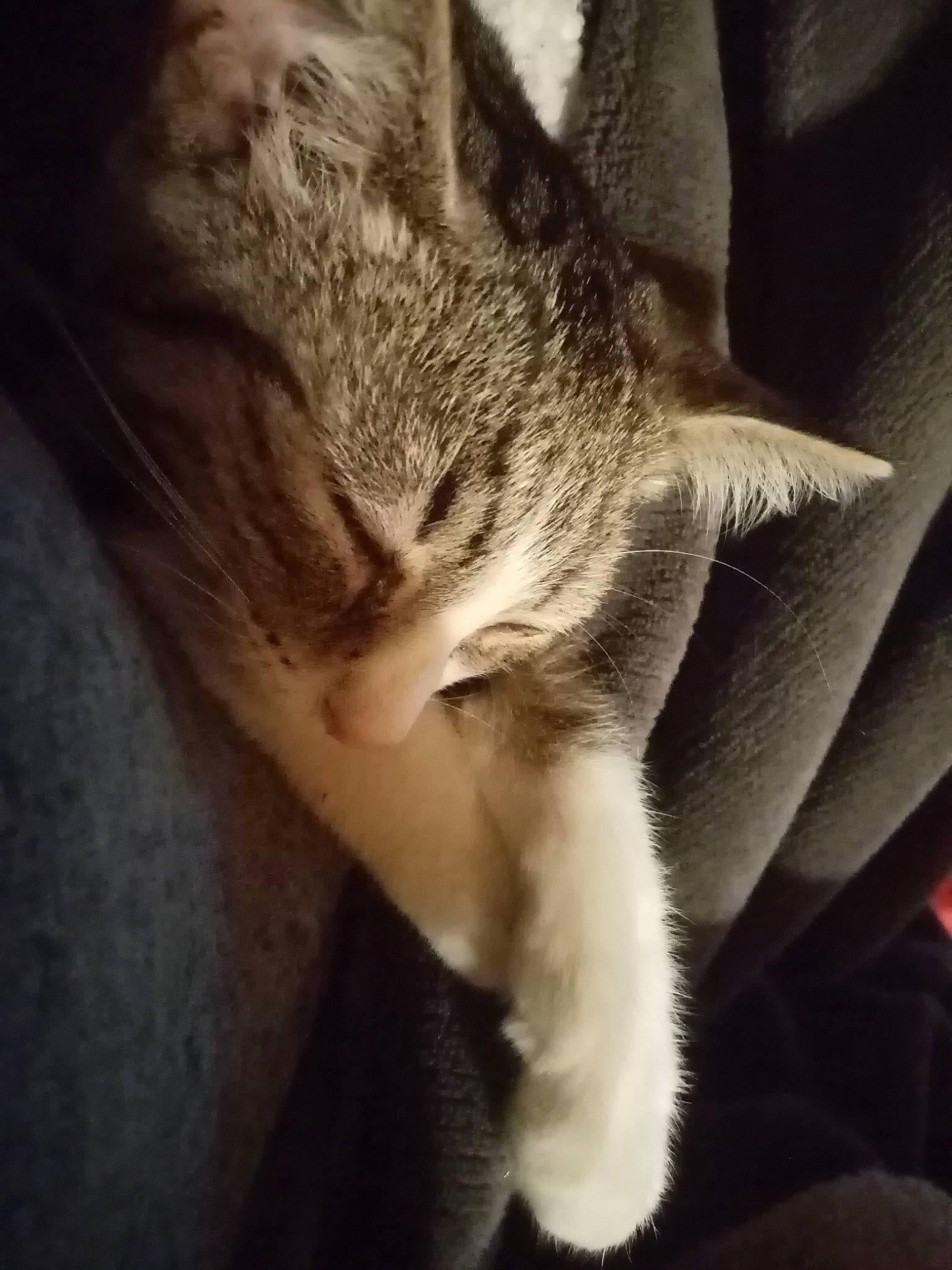 Pancho a rejoint le concours — aidez-le/la à gagner de superbes lots ! arm, carnivore, cat, cloud, comfort, ear, eye, felidae, gesture, hair, head, human_body, human_leg, jaw, leg, paw, small_to_medium_sized_cats, snout, tail, whiskers