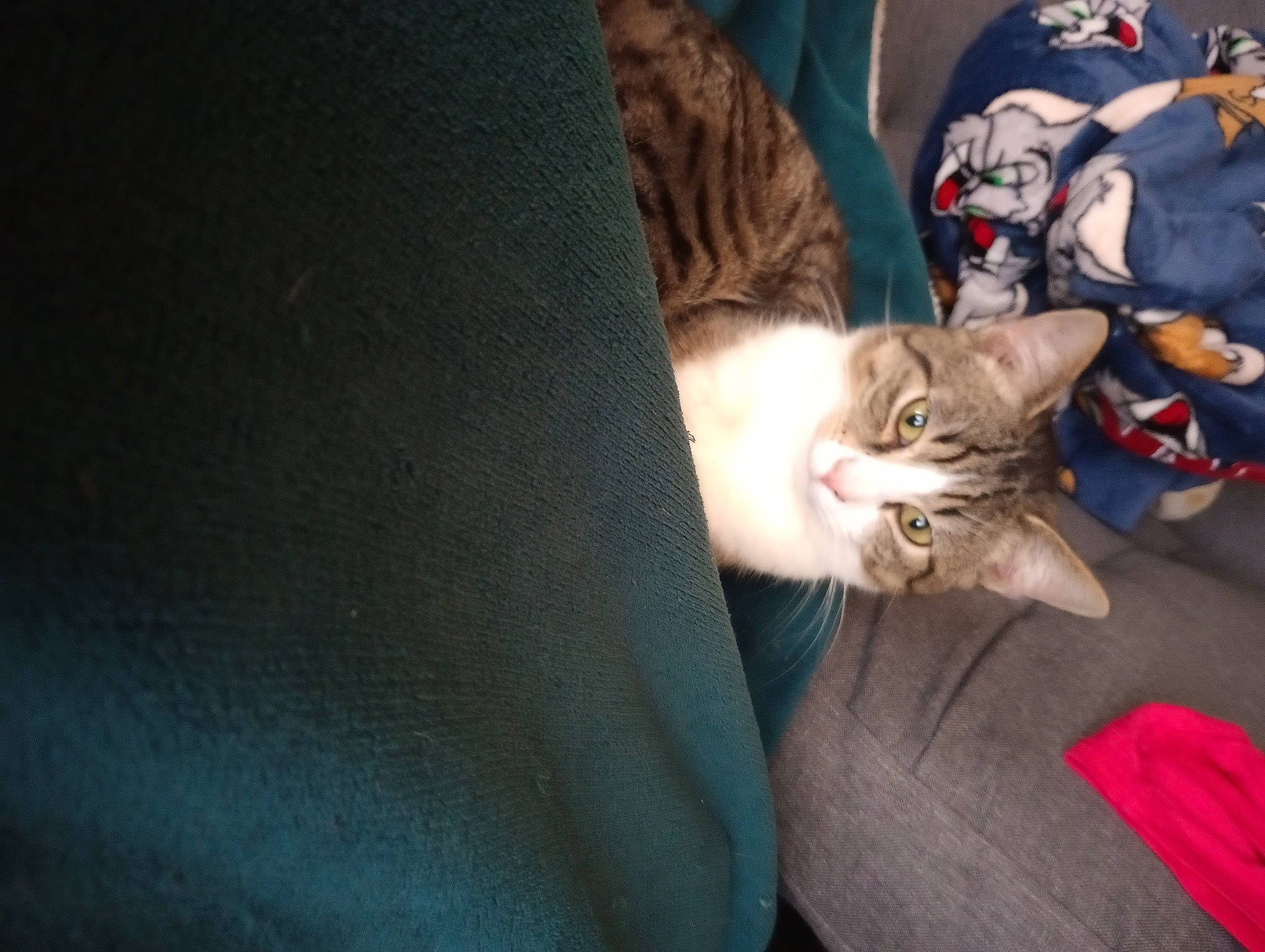 Pancho a rejoint le concours — aidez-le/la à gagner de superbes lots ! canidae, carnivore, cat, claw, comfort, couch, domestic_short_haired_cat, fawn, felidae, fur, human_leg, lap, linens, nap, paw, sitting, small_to_medium_sized_cats, tail, whiskers, wood