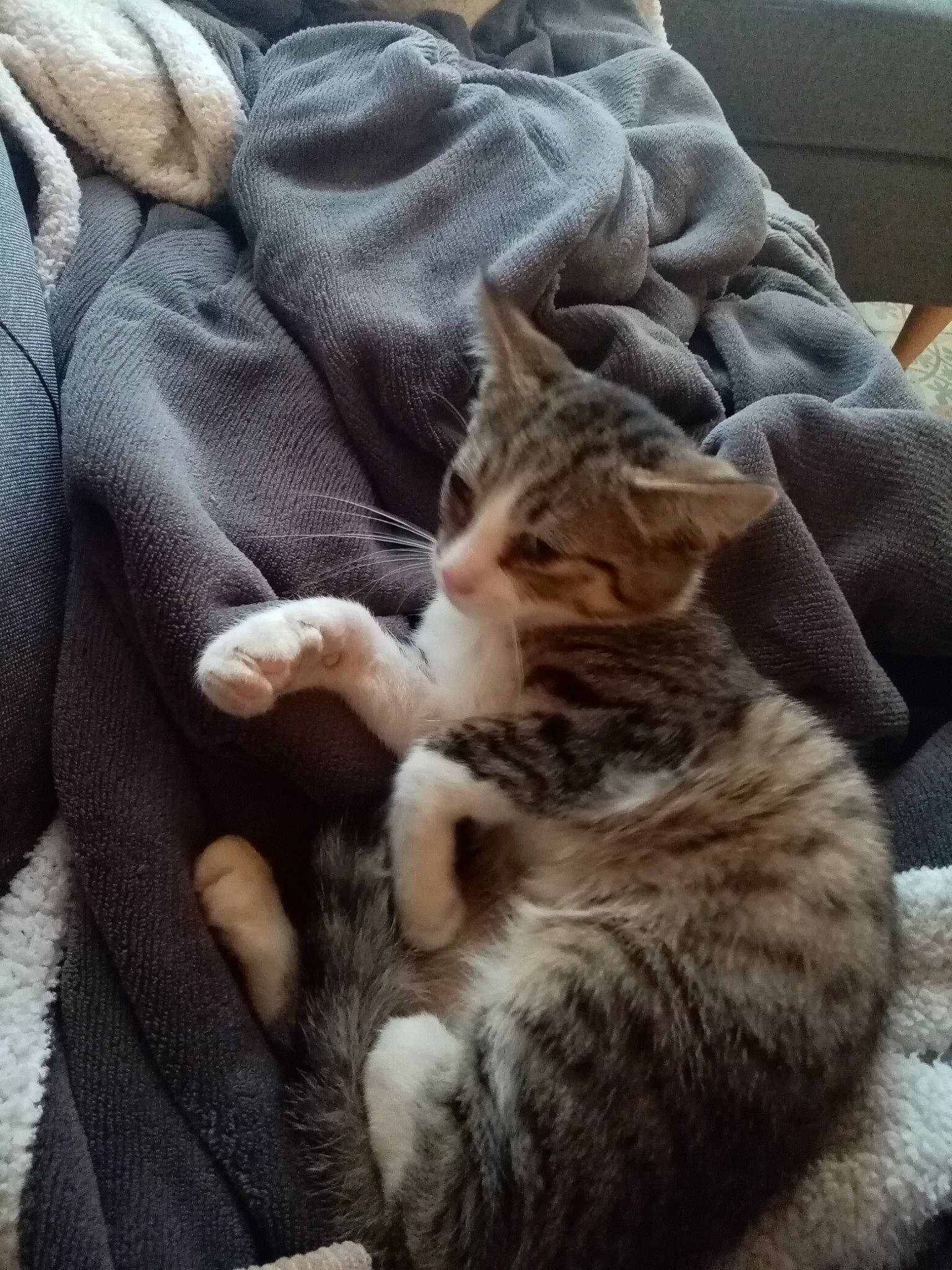 Pancho a rejoint le concours — aidez-le/la à gagner de superbes lots ! bed, carnivore, cat, claw, comfort, couch, domestic_short_haired_cat, felidae, fur, grey, human_leg, linens, nap, paw, sitting, sleep, small_to_medium_sized_cats, tail, whiskers