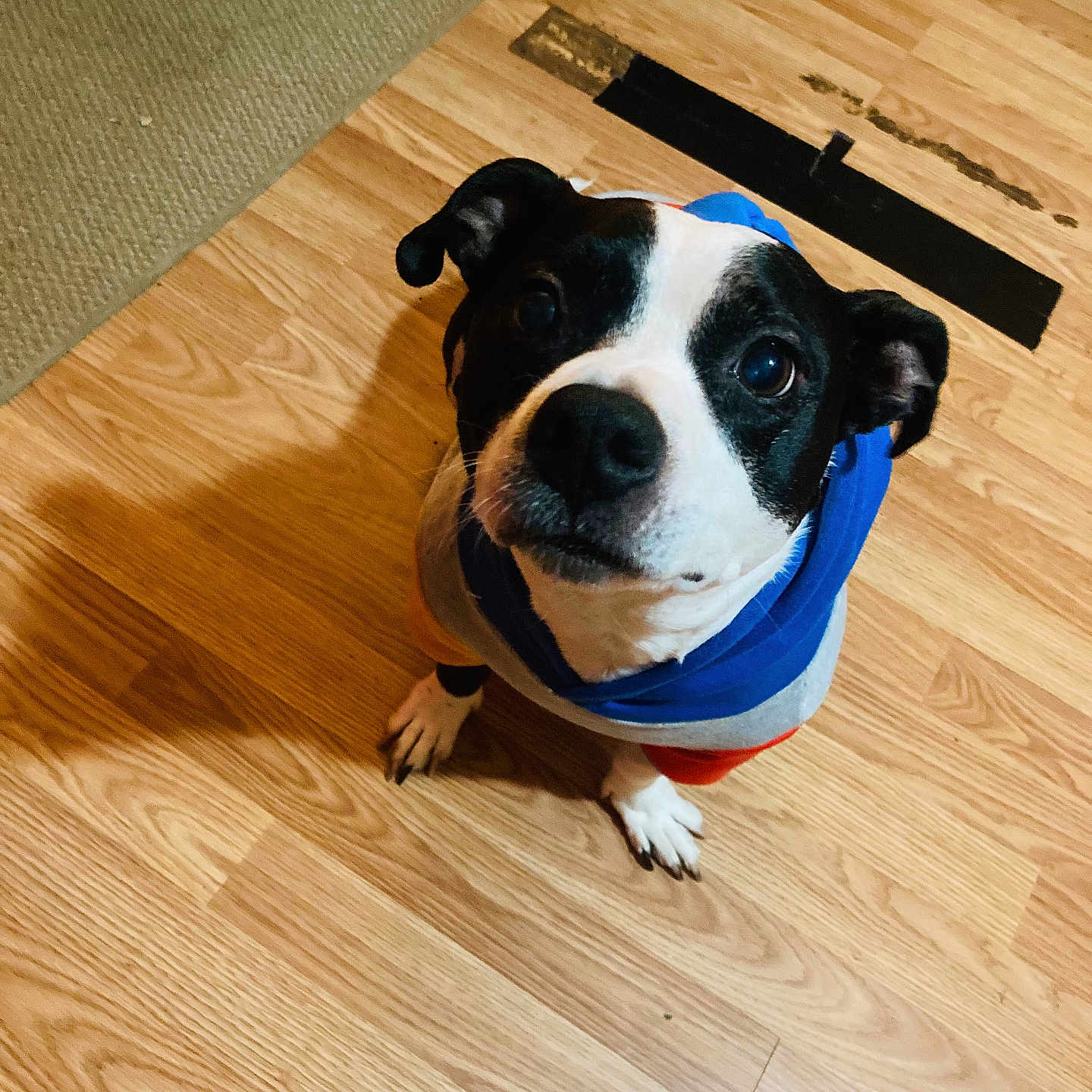 Milo joined the competition — help win amazing prizes! accessories, animal, bostonbull, boxer, bulldog, canine, dog, frenchbulldog, hardwood, hound, indoors, interiordesign, labradorretriever, pet, pitbull, plywood, puppy, stainedwood, strap, wood
