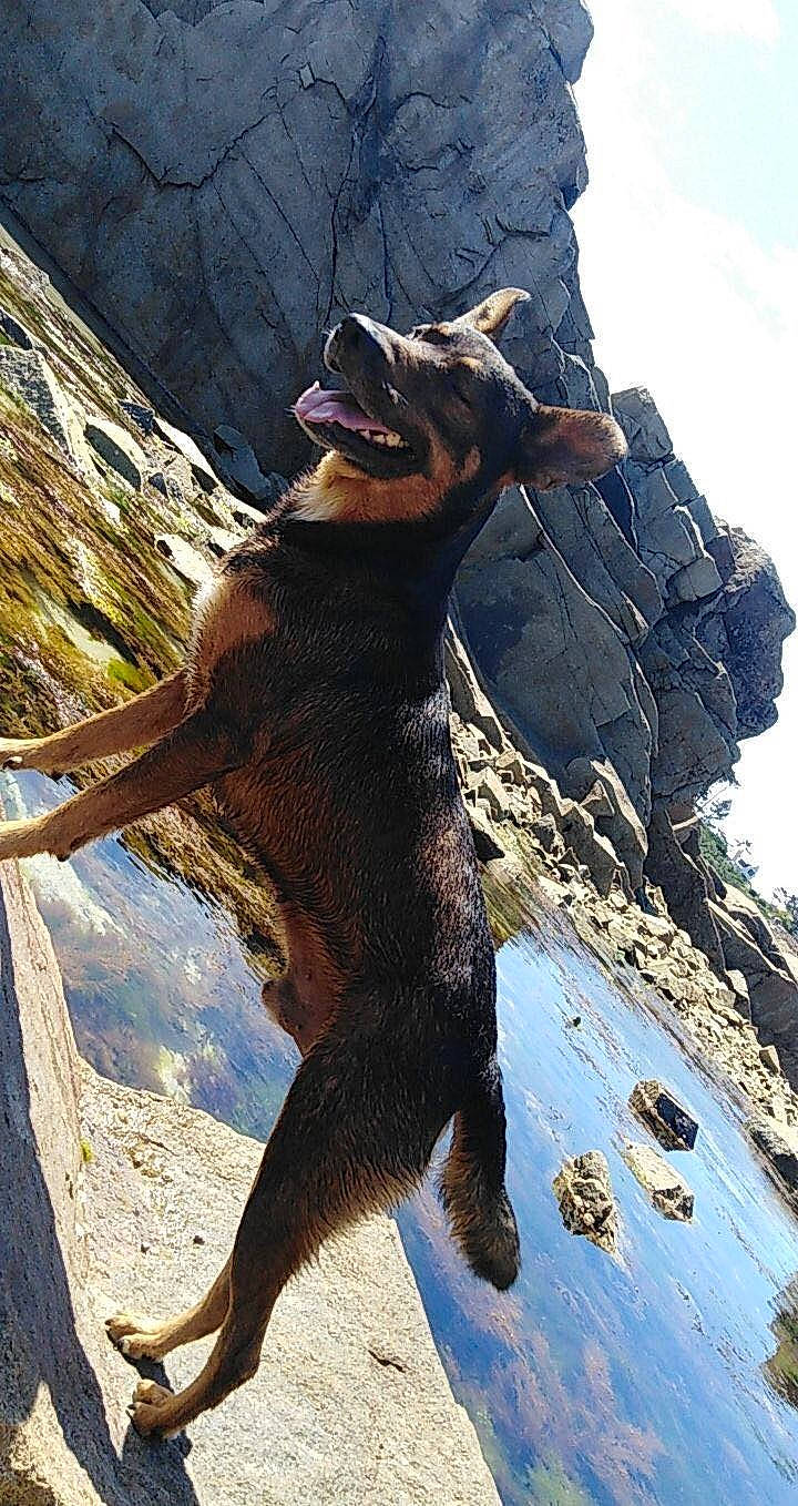 Jacko participe au concours pour gagner de l'argent avec cette photo : adventure, bedrock, california_sea_lion, canidae, carnivore, fawn, fur_seal, landscape, outcrop, recreation, reptile, rock, sky, snout, steller_sea_lion, tail, terrestrial_animal, trunk, whiskers, wildlife